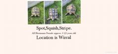 Rehomed...Hermanns : Female's approx 5 1/2 years (Stop, Squish and Stripe)